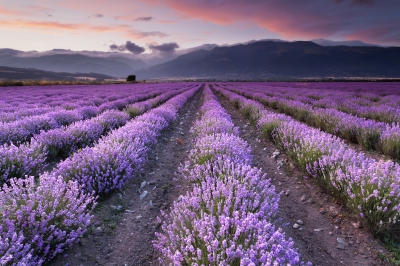 freedigitalphotos.net / Evgeni Dinev